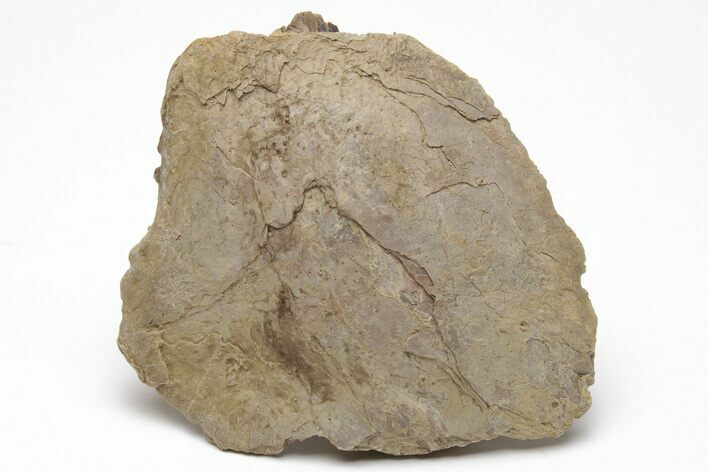 Xiphactinus Pre-Maxillary Bone - Terror Of The Cretaceous Seas! #208358